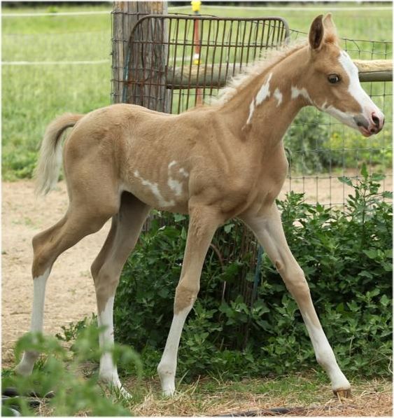 Palomino Horses